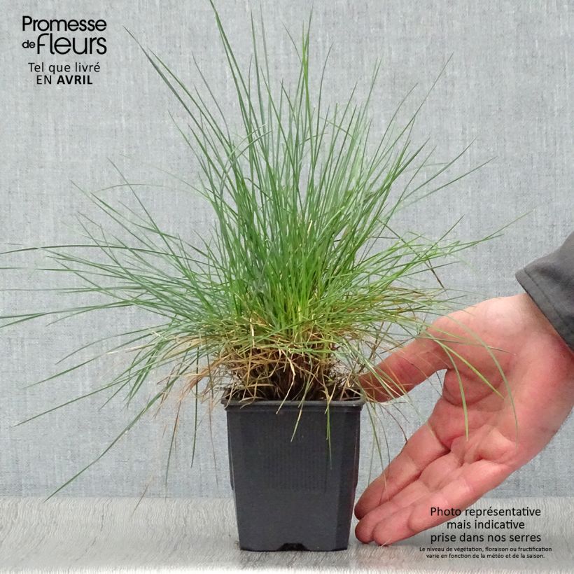 Example of Festuca glauca Elijah Blue - Blauw schapengras Kweekpotje van 8/9 cm as you get in printemps