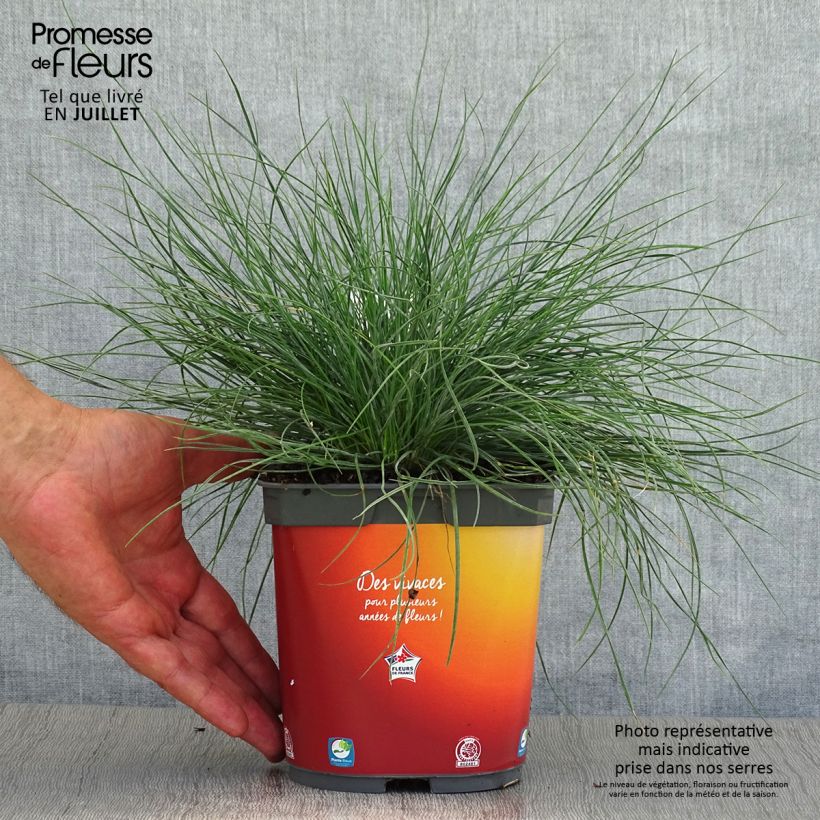 Exemplaar van Festuca glauca - Schapengras Pot van 2 l/3 l zoals geleverd in de zomer