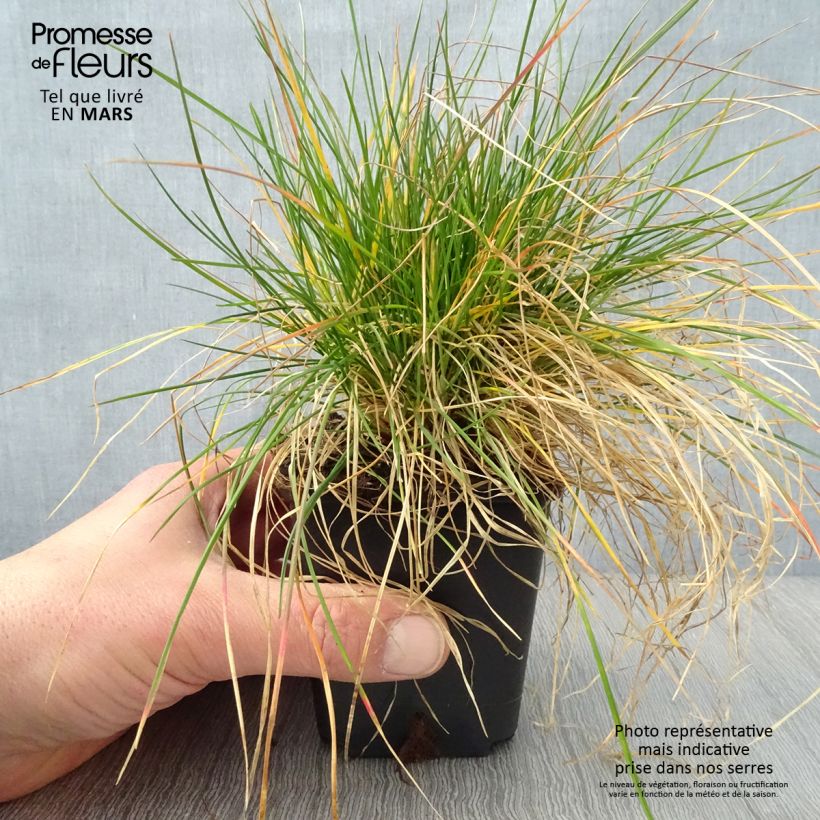 Exemplaar van Festuca ovina - Schapengras Kweekpotje van 8/9 cm zoals geleverd in de lente
