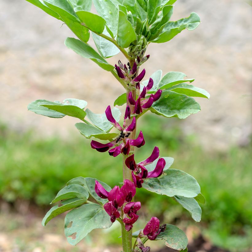 Tuinboon Karmazyn (Bloei)