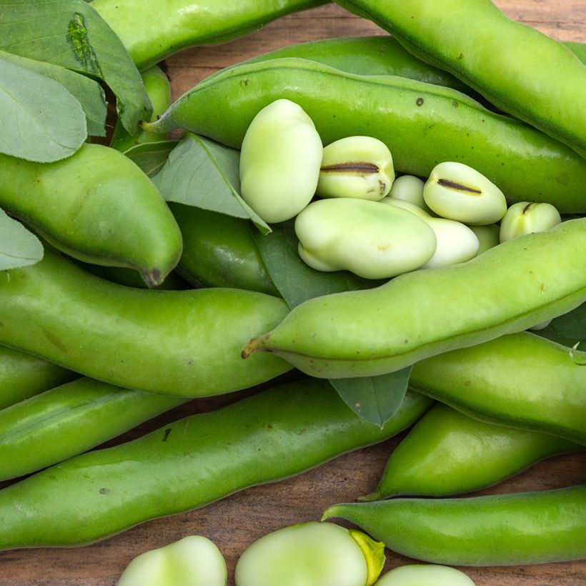 Tuinboon Aguadulce BIO (Oogst)