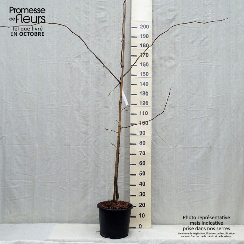 Exemplaar van Gleditsia triacanthos Sunburst - Valse christusdoorn Pot van 7,5 l/10 l, Kroonhoogte zoals geleverd in de herfst