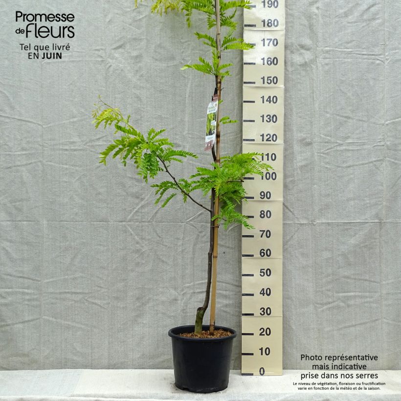 Example of Gleditsia triacanthos Sunburst - Valse christusdoorn Pot van 7,5 l/10 l, Kroonhoogte as you get in printemps