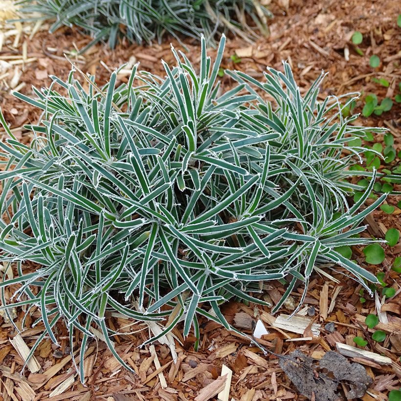 Ficinia truncata Ice Crystal - Woestijnzegge (Groeiplaats)