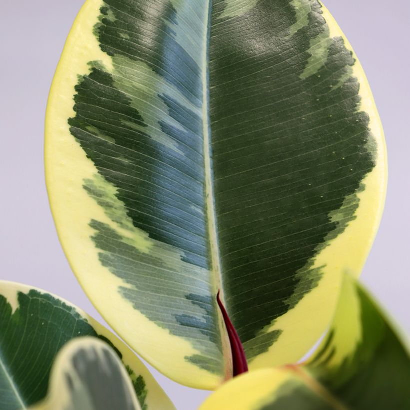 Ficus elastica Tineke - Rubberplant (Blad)