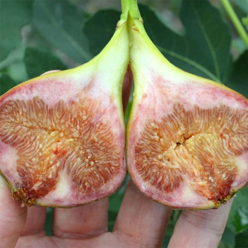 Vijgenboom Gustissimo Perretta - Ficus carica (Oogst)