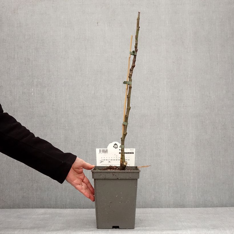 Exemplaar van Figuier Icecrystal  Pot de 4L/5L, Scion zoals geleverd in de winter