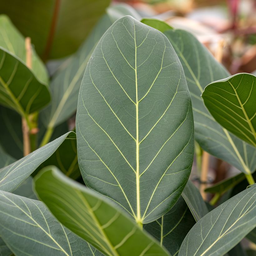 Ficus Audrey - Rubberplant (Blad)