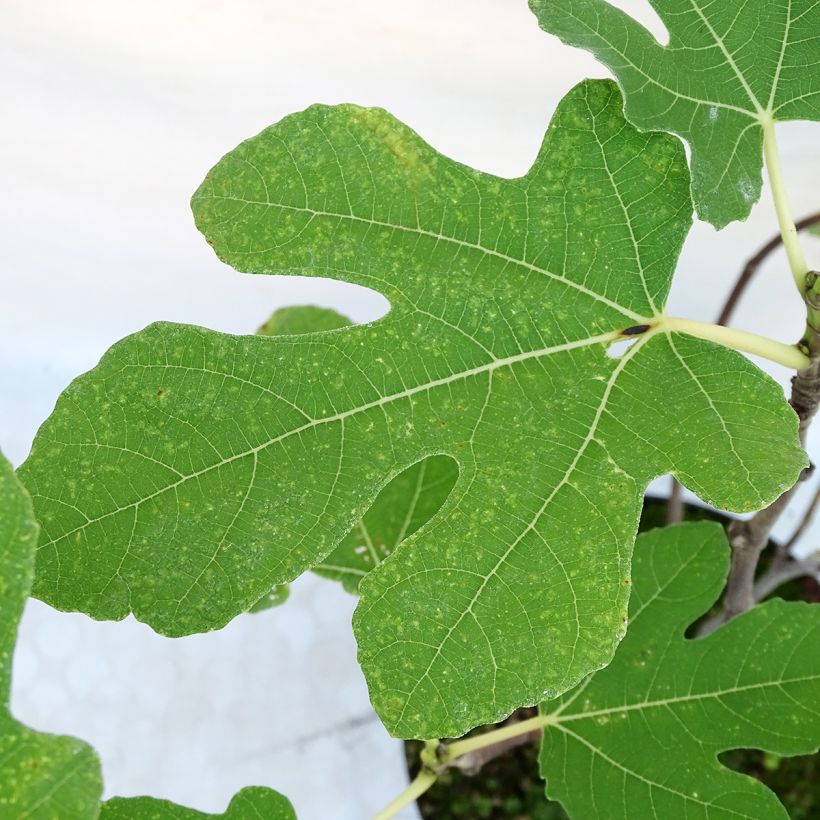 Vijgenboom Portogallo (Foliage)