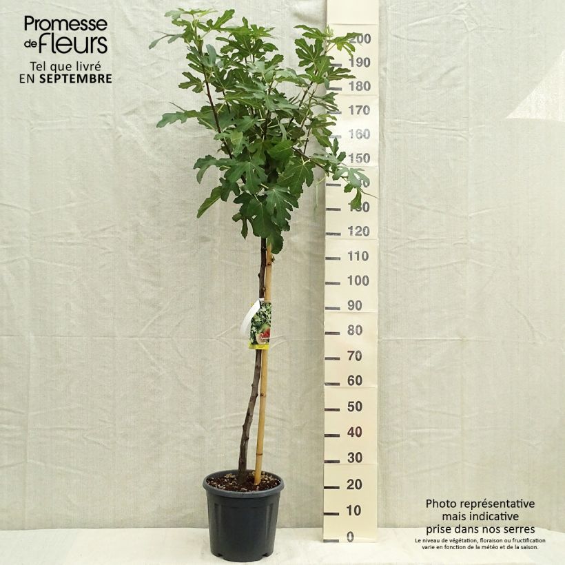 Exemplaar van Vijgenboom Osborn's Prolific Pot van 12 l/15 l, Half-hoge stam zoals geleverd in de herfst