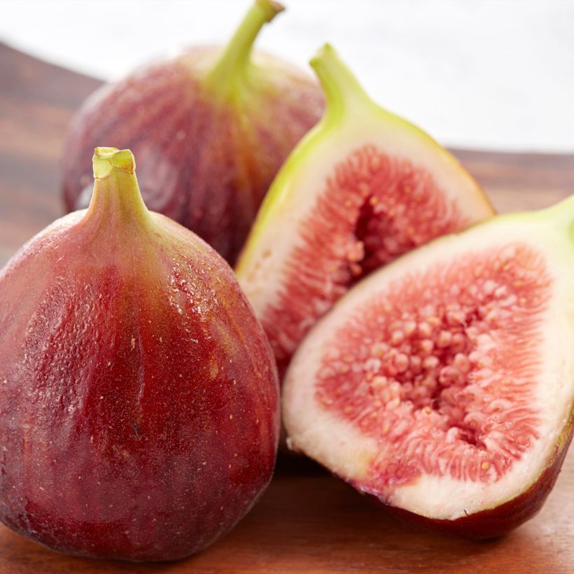 Vijgenboom Osborn's Prolific (Harvest)