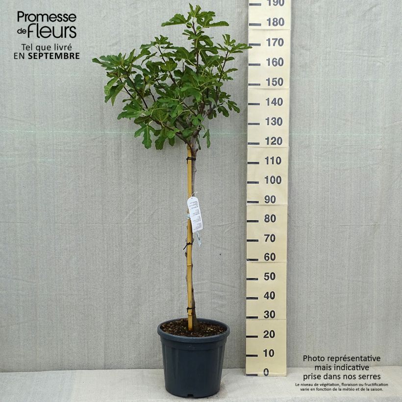 Exemplaar van Vijgenboom Ronde de Bordeaux Pot van 7,5 l/10 l, Half-hoge stam zoals geleverd in de zomer