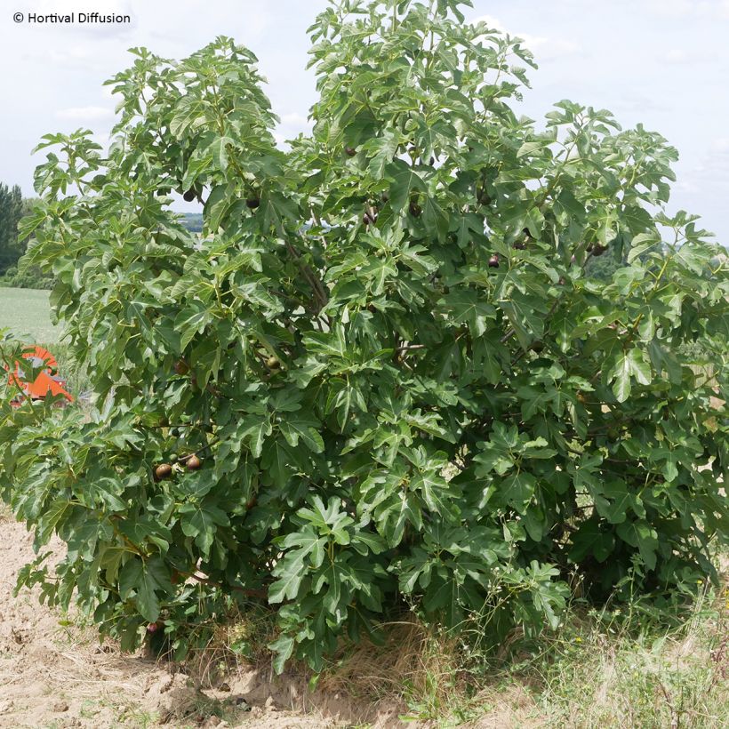 Vijgenboom Rouge de Juillet (Groeiplaats)