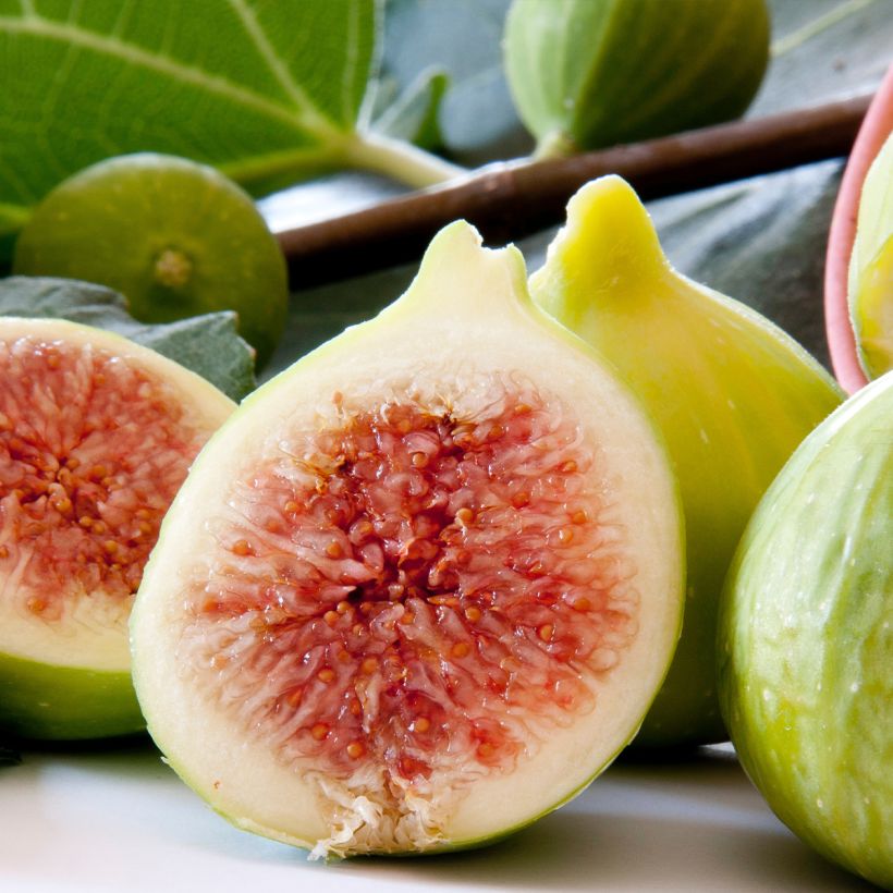 Vijgenboom Gentile Bianco (Harvest)