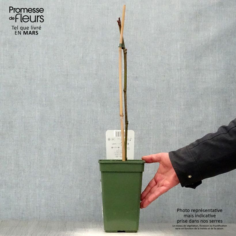 Exemplaar van Vijgenboom Gustissimo Perretta - Ficus carica Pot van 2 l/3 l, Struik zoals geleverd in de lente