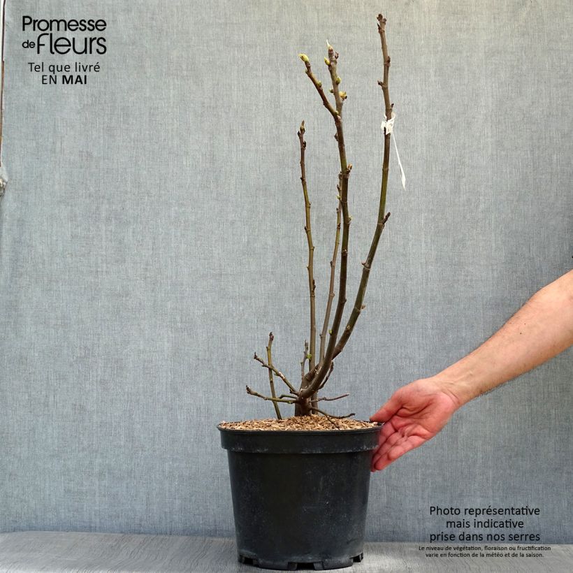 Exemplaar van Vijgenboom Ice Crystal Pot van 4 l/5 l, Struik zoals geleverd in de lente