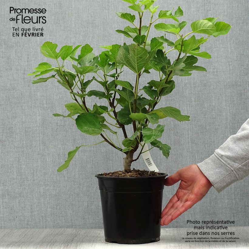 Exemplaar van Vijgenboom Jannot Pot van 4 l/5 l zoals geleverd in de herfst