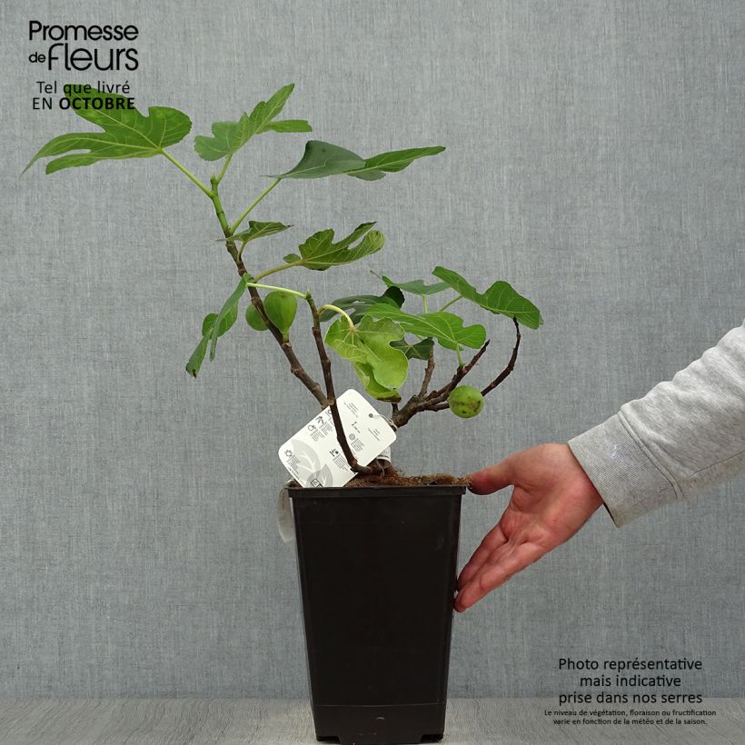 Exemplaar van Vijgenboom Jordan Pot van 4 l/5 l, Struik zoals geleverd in de herfst
