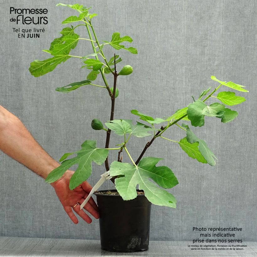 Exemplaar van Vijgenboom Madeleine des Deux Saisons Pot van 4 l/5 l, Struik zoals geleverd in de zomer