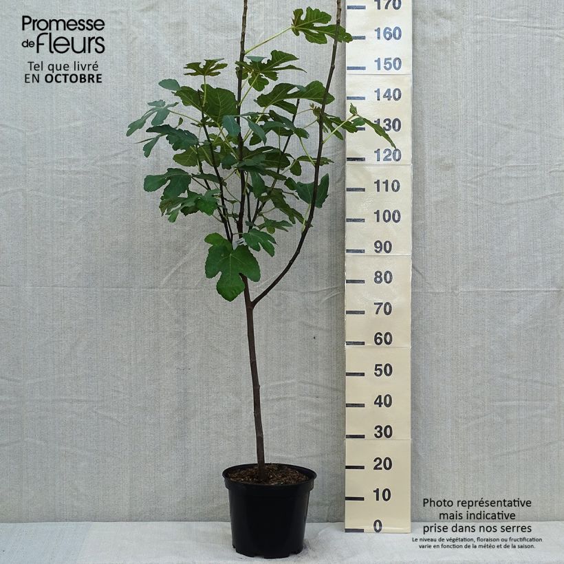 Exemplaar van Vijgenboom Panachée Pot van 4 l/5 l, Kwartstam zoals geleverd in de herfst