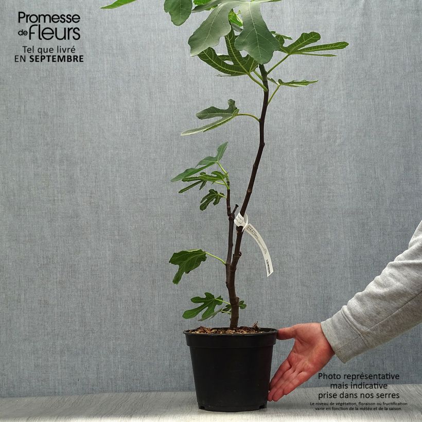Exemplaar van Vijgenboom Panachée Pot van 2 l/3 l, Struik zoals geleverd in de herfst