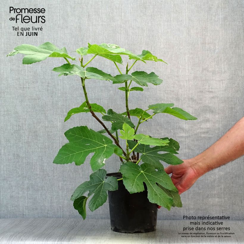 Exemplaar van Vijgenboom Panachée Pot van 4 l/5 l, Struik zoals geleverd in de zomer
