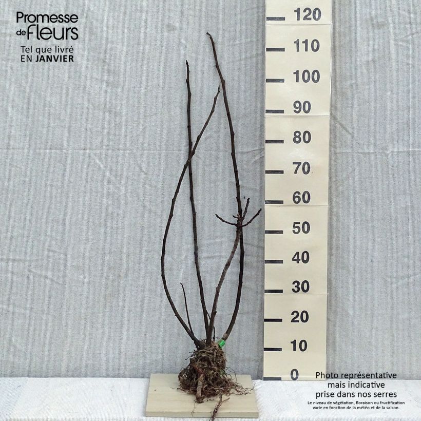 Exemplaar van Vijgenboom Rouge de Bordeaux BIO Naakte wortel zoals geleverd in de winter
