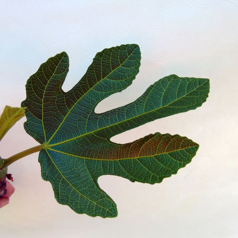 Vijgenboom Rouge de Bordeaux (Foliage)