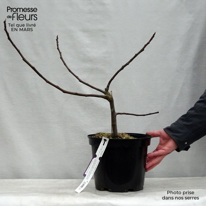 Exemplaar van Dwergvijgenboom Figality Pot van 7,5 l/10 l, Struik zoals geleverd in de lente