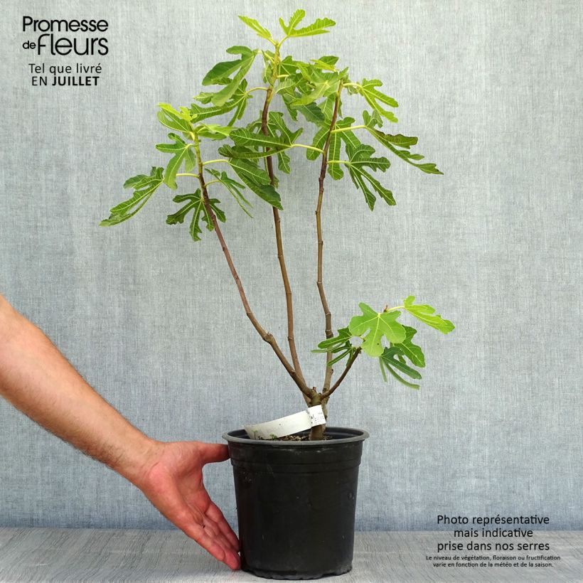 Exemplaar van Vijgenboom Précoce de Dalmatie Pot van 4 l/5 l, Struik zoals geleverd in de zomer