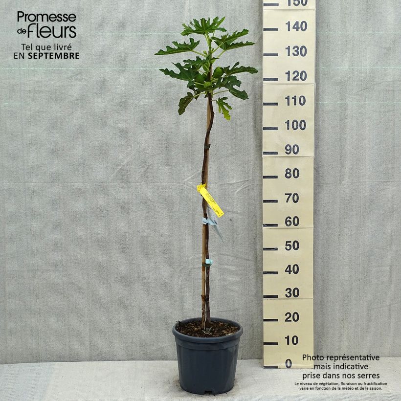 Exemplaar van Vijgenboom Précoce de Dalmatie Pot van 12 l/15 l, Half-hoge stam zoals geleverd in de zomer