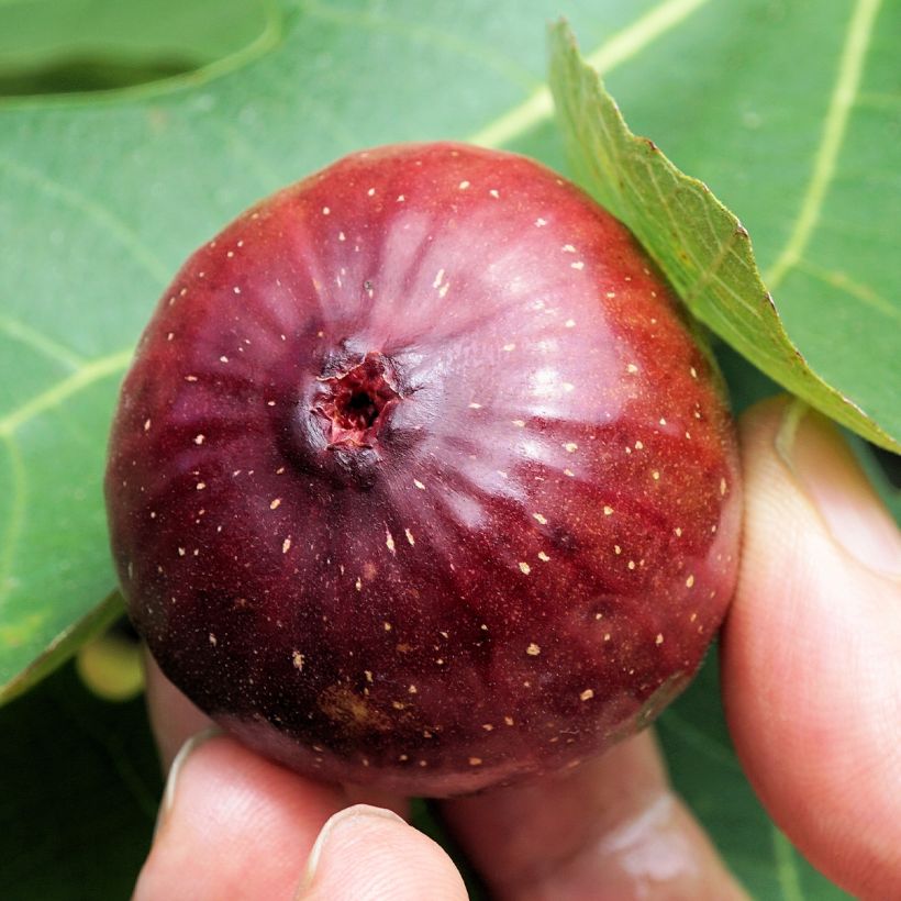 Vijgenboom Violette Dauphine - Ficus carica (Harvest)