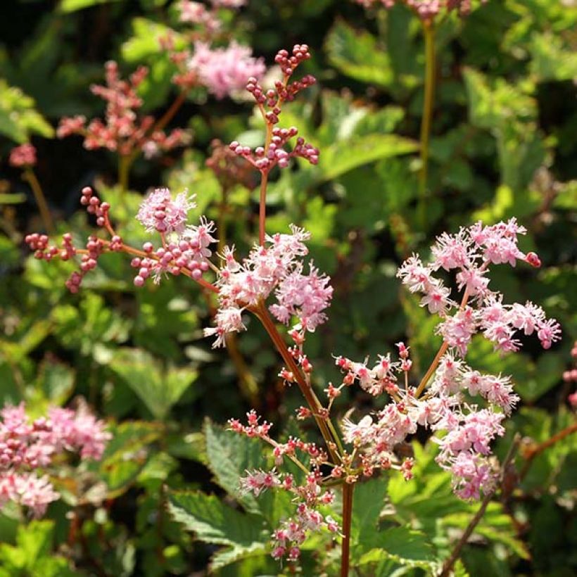 Filipendula Kahome - Moerasspirea (Bloei)