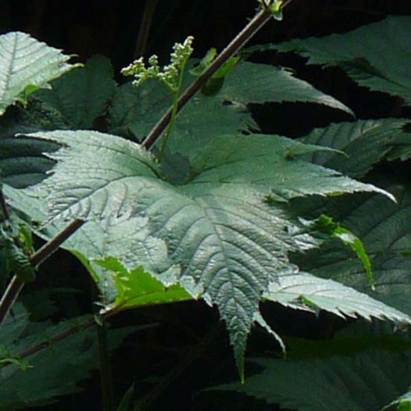 Filipendula camtschatica - Moerasspirea (Blad)