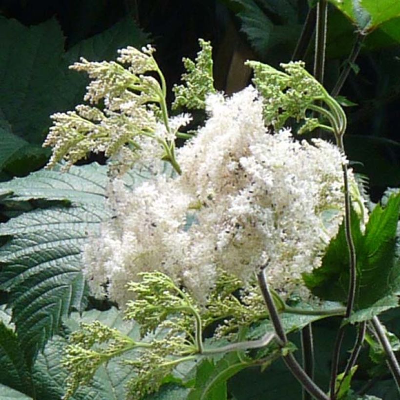 Filipendula camtschatica - Moerasspirea (Bloei)