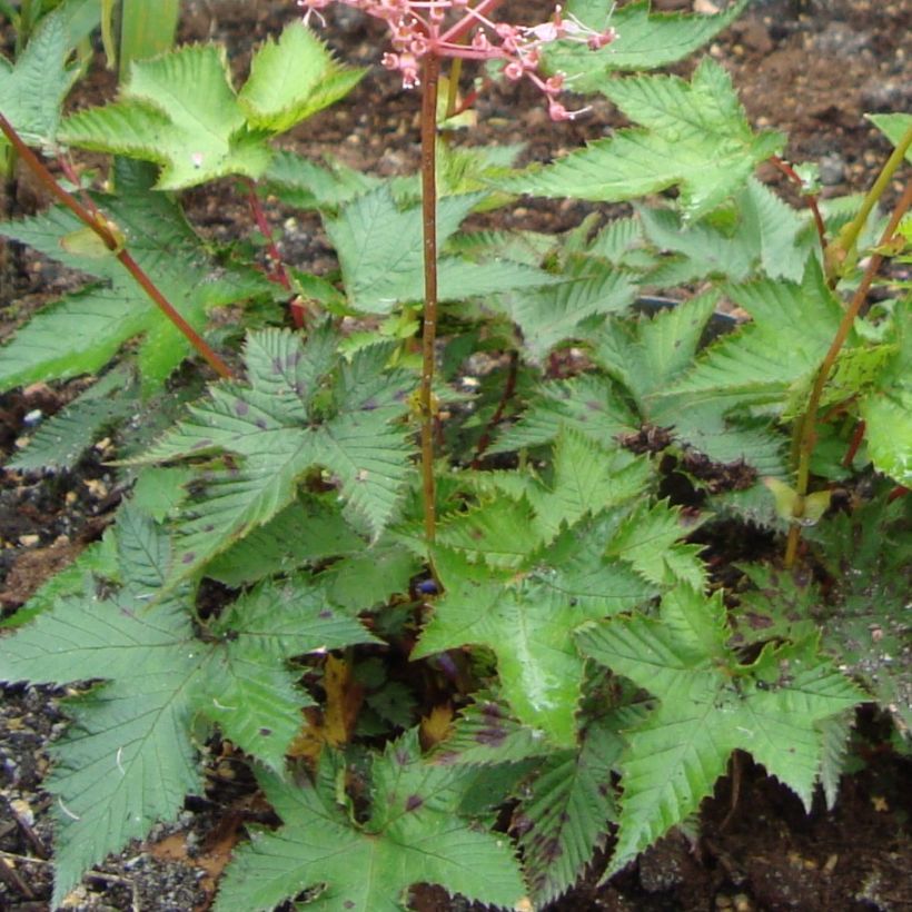 Filipendula multijuga - Moerasspirea (Blad)