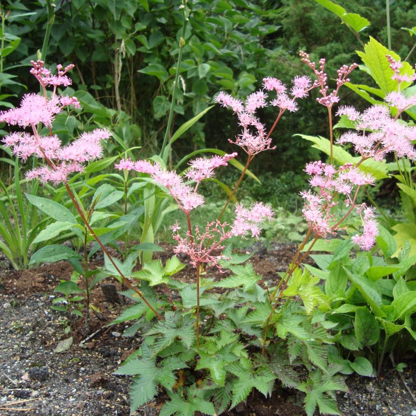 Filipendula multijuga - Moerasspirea (Groeiplaats)
