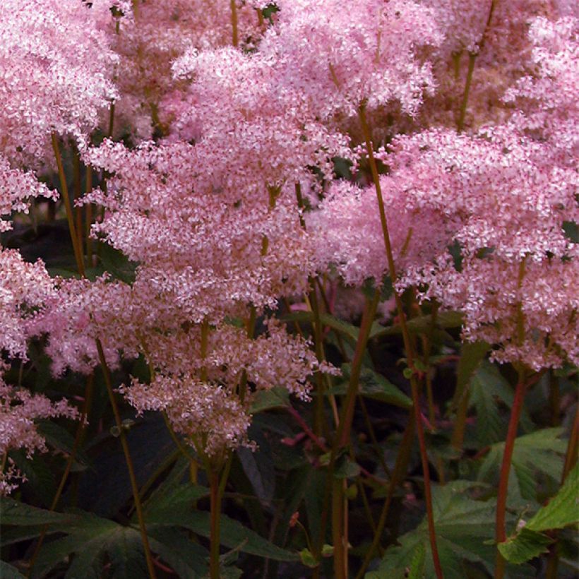 Filipendula palmata - Moerasspirea (Bloei)