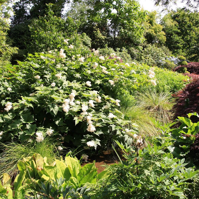 Filipendula palmata - Moerasspirea (Groeiplaats)