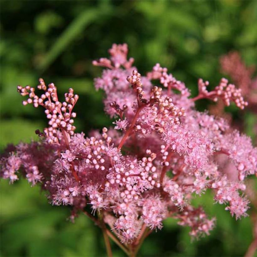 Filipendula palmata Nana - Moerasspirea (Bloei)