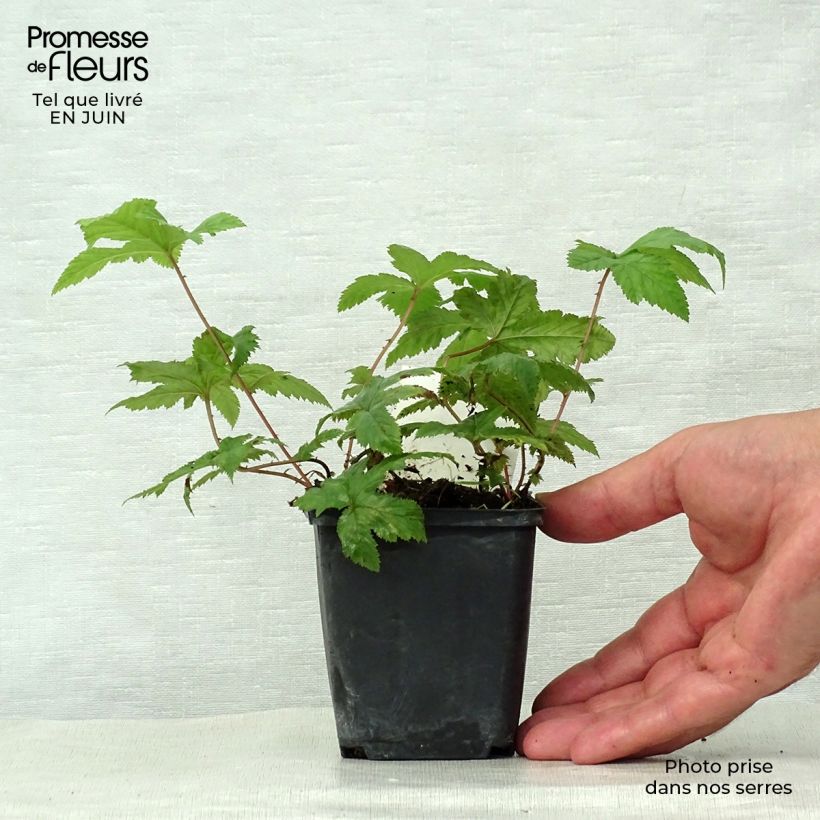 Exemplaar van Filipendula purpurea Alba - Moerasspirea wit Kweekpotje van 8/9 cm zoals geleverd in de zomer