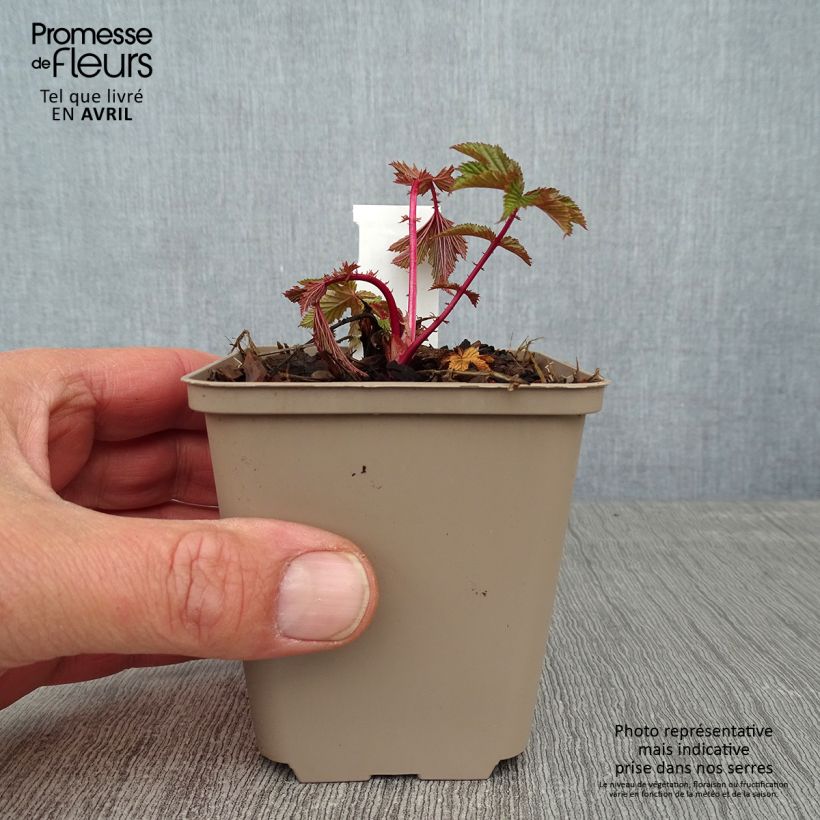 Example of Filipendula purpurea Elegans - Moerasspirea Kweekpotje van 8/9 cm as you get in printemps