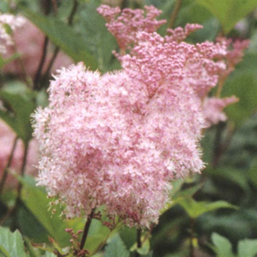 Filipendula purpurea Elegans - Moerasspirea (Flowering)