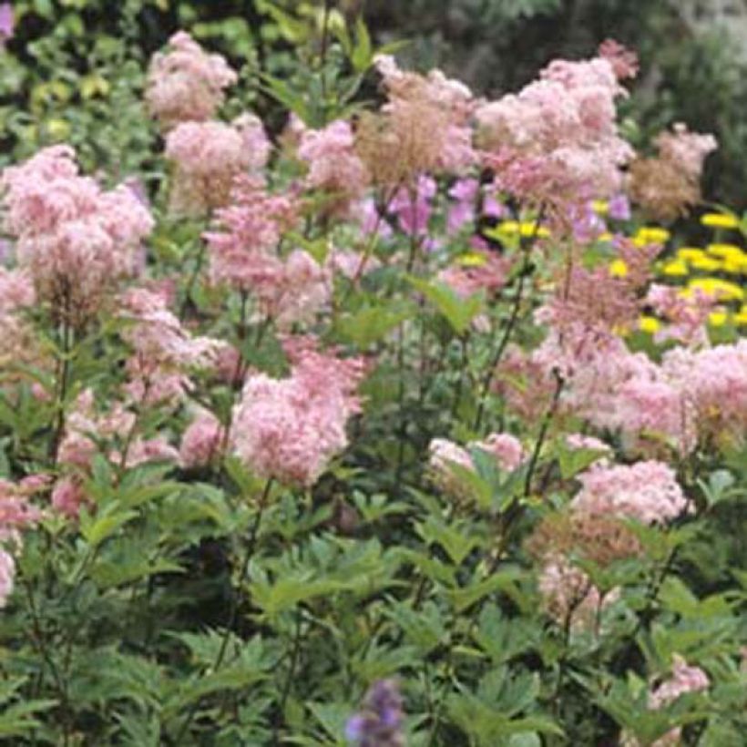 Filipendula purpurea Elegans - Moerasspirea (Plant habit)