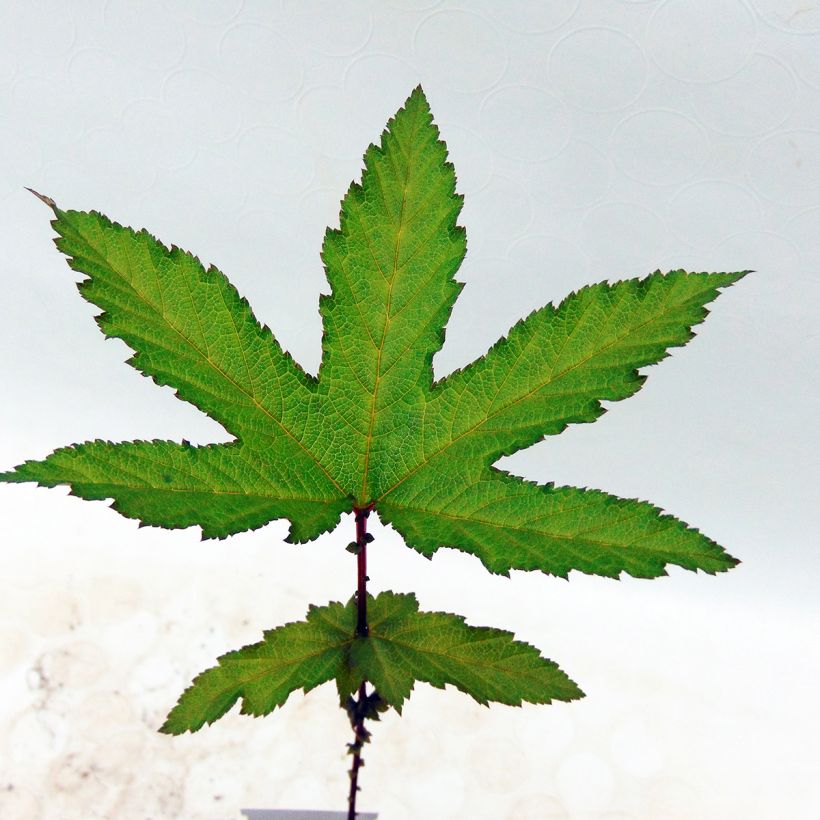 Filipendula rubra Venusta - Moerasspirea (Foliage)