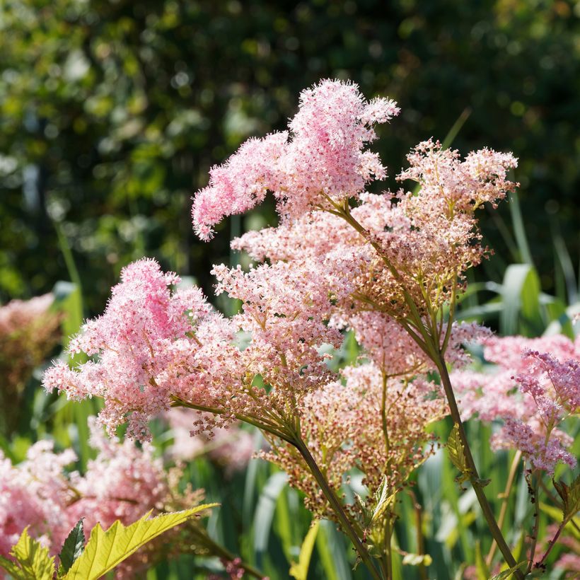 Filipendula rubra Venusta - Moerasspirea (Bloei)