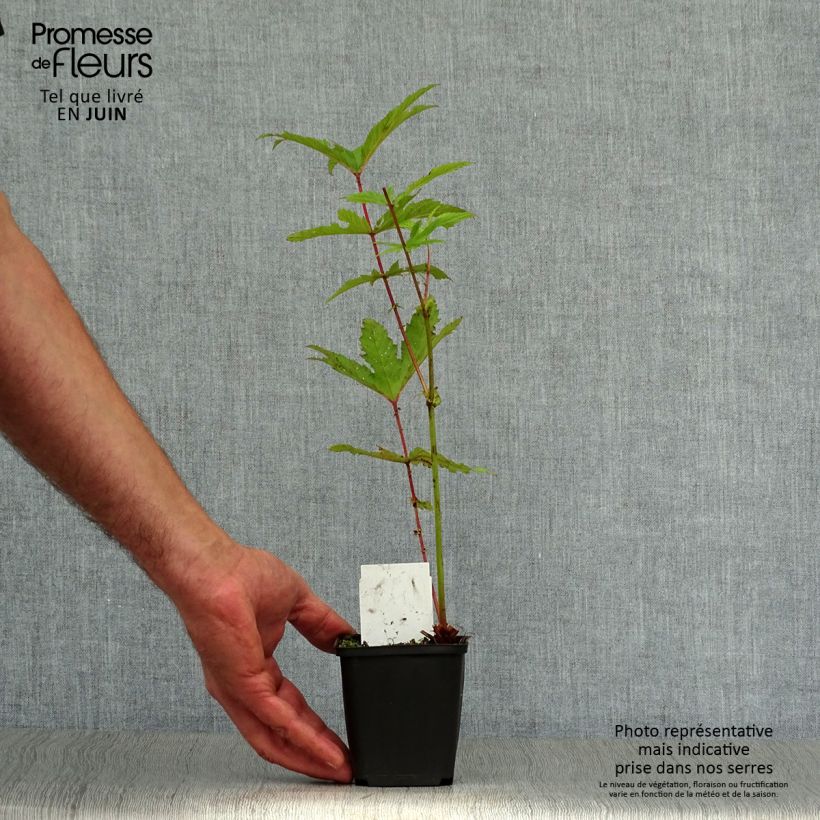 Exemplaar van Filipendula rubra Venusta - Moerasspirea Kweekpotje van 8/9 cm zoals geleverd in de zomer