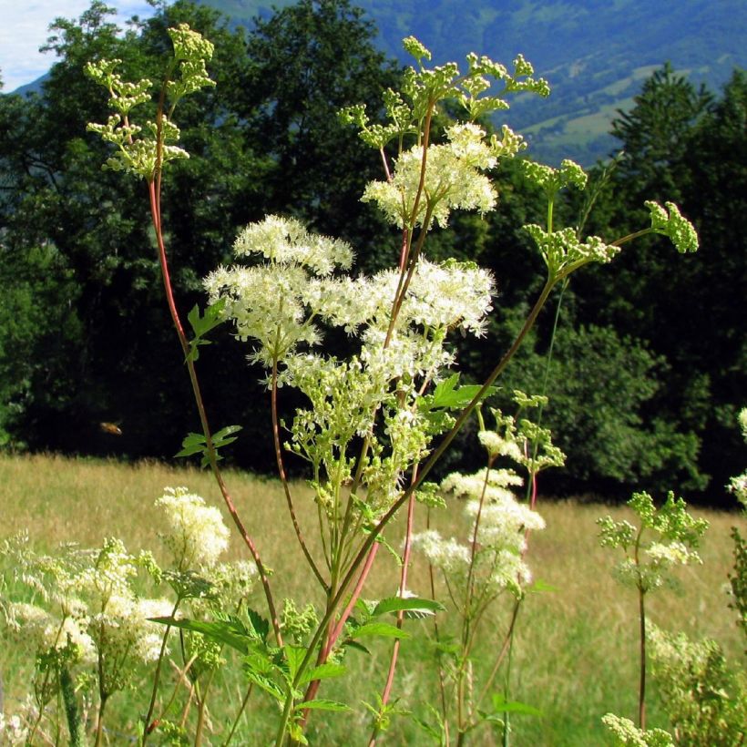 Filipendula ulmaria - Moerasspirea (Plant habit)