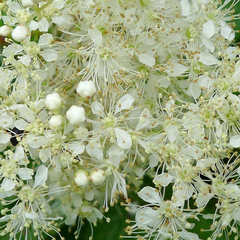 Filipendula ulmaria Aurea - Moerasspirea (Bloei)