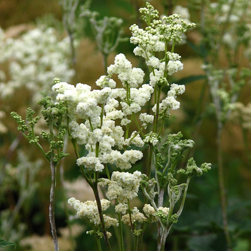 Filipendula ulmaria Plena - Moerasspirea (Bloei)